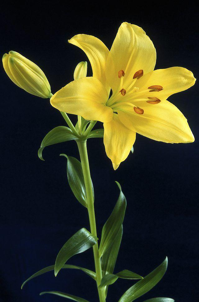 Eternal Spring: Vibrant Flora Symphony