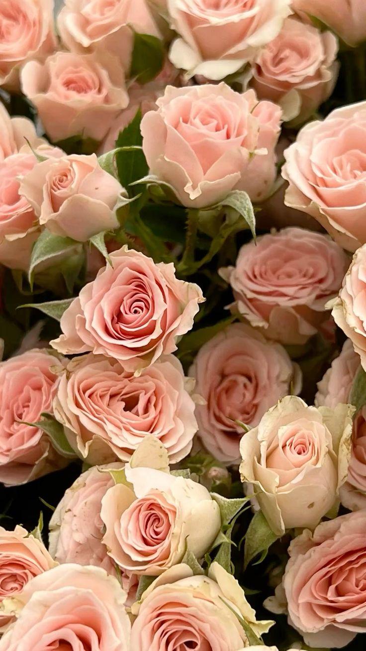 Enchanted Twilight: Velvet Petal Hues